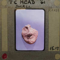 Broken fragment of terracotta figurine head (K1.459) from the front.