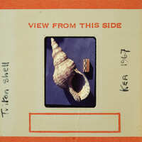 Picture of a seashell on dark background.