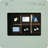 Image of a film strip with multiple photographs on it, displayed against a white background.