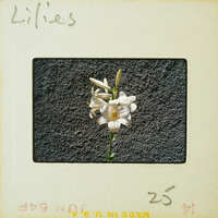 A single white flower with a yellow center, photographed on a film strip.