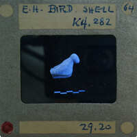 Blue bird shell on a screen with labels and numbers.