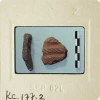 Two fossilized leaves on a white background with measurement grid and label.