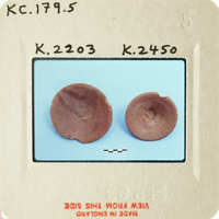 Two circular objects with different textures, possibly specimens, on a white background.