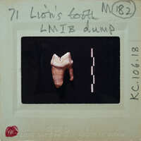 A photo of a tooth with the label "Lion's tooth" on a film strip.