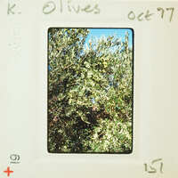 A photograph of a tree with an image and date stamp on it.