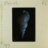 A close-up photograph of a seashell on a film strip.