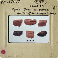 A collection of red and brown specimens on white background, possibly minerals or rocks.