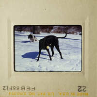 Two dogs playing in snow.