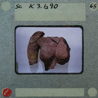 A close-up photograph of a fossilized animal bone with visible cracks and textures, displayed on a white surface.