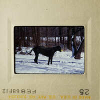 A dog standing on snow-covered ground.