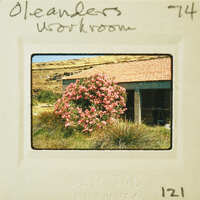 A photograph of a building with pink flowers and a mountainous landscape, taken from an old Polaroid camera.