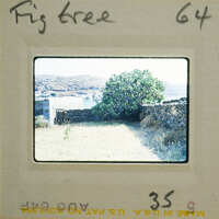 A vintage photograph of a tree and stone wall with handwritten numbers on the film strip.