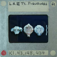 A collection of small seashells displayed on a white background with labels and numbers indicating their identification.