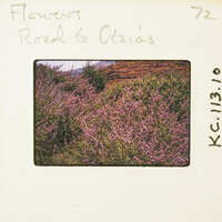 Photograph of a flower-covered hillside with a road leading to the horizon, taken from an elevated perspective.