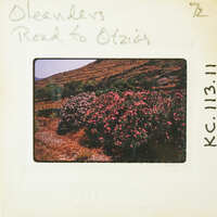 A vintage photo of a road lined with pink flowers, labeled "Otziers Road to Otziers".