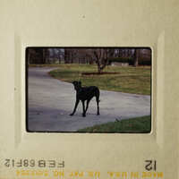 A black dog standing on asphalt.