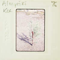 Picture of a small tree with green leaves on a piece of paper.