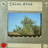 A photograph displaying an olive tree against a blue sky.
