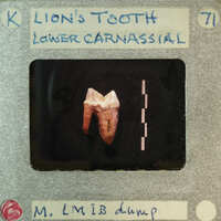 A close-up image of a lion's tooth with an X-ray film label.