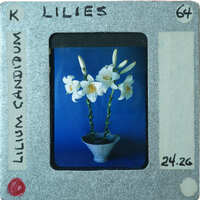 Photo of a vase with white flowers on a blue background.