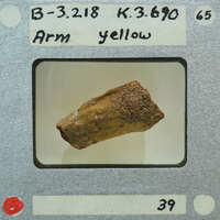 A small, brown fossil encased in a protective display with labels and numbers.