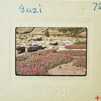 A vintage film strip with a photograph of a rocky landscape and pink flowers.