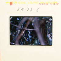 A close-up photograph of a tree branch with leaves, showing natural textures and colors.