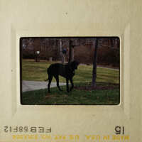 The photo shows a dog standing on grass next to a tree, with a person standing behind it.