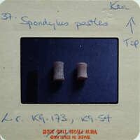 Two small cylindrical objects on blue surface.