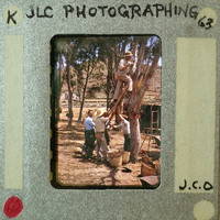 A vintage photo of five men working bear a tree, with one climbing it using a ladder and the other four assisting from below.