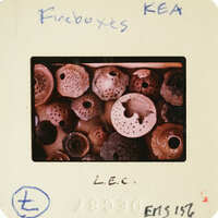 A collection of sea shells on display.