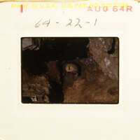 Image of an old photograph showing a cave with stalactites and a small animal, possibly a bat.