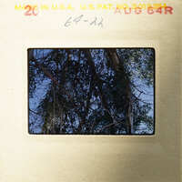 A photograph of an outdoor scene with trees and sky, captured on a film strip.