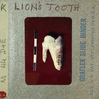 A slide with a label reading "Lion's Tooth" containing an image of a tooth. 