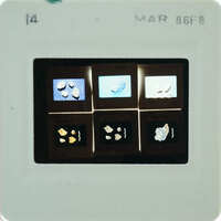 A slide with images of frescoes